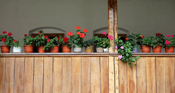 bunga, pot, jendela, pedesaan, pengaturan, pot bunga, bunga