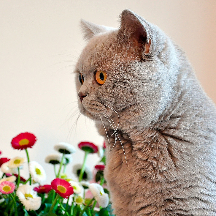 Britská krátkosrstá kočka, lila, šedá, kočka, Velikonoce, Bellis, květiny