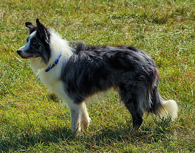 border collie, herding dog, canine, working, alert, sheepdog