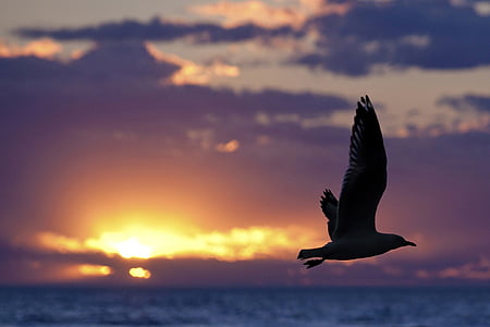 Seagull, siluett, solnedgång, moln, flygande, havet, Ocean