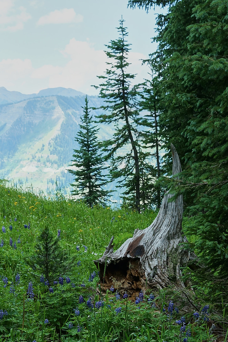 mountain, wildflower, stump, outdoor, nature, trees, meadow
