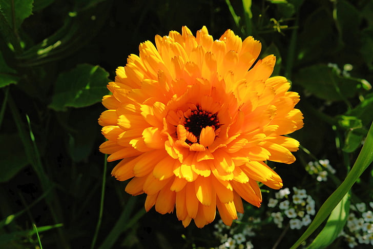õis, Bloom, lilled, oranž, kollane, Sulgege, kevadel