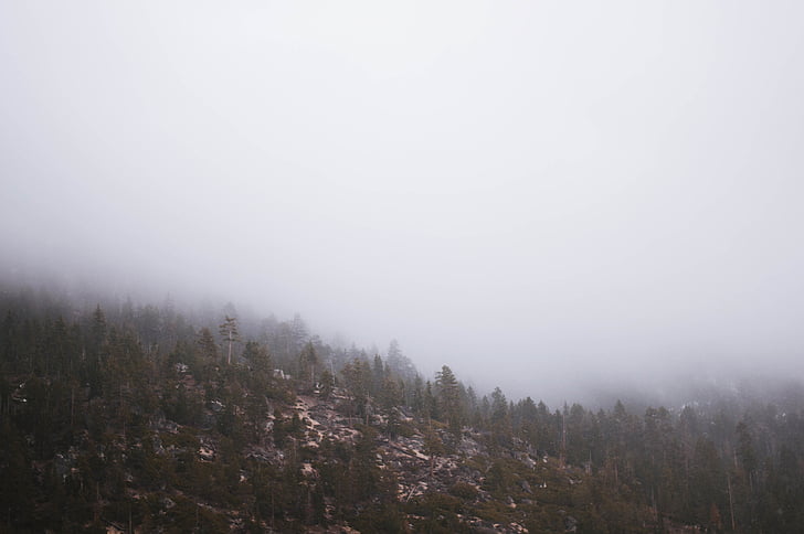 mountain, cover, fogs, nature, mountains, slope, trees