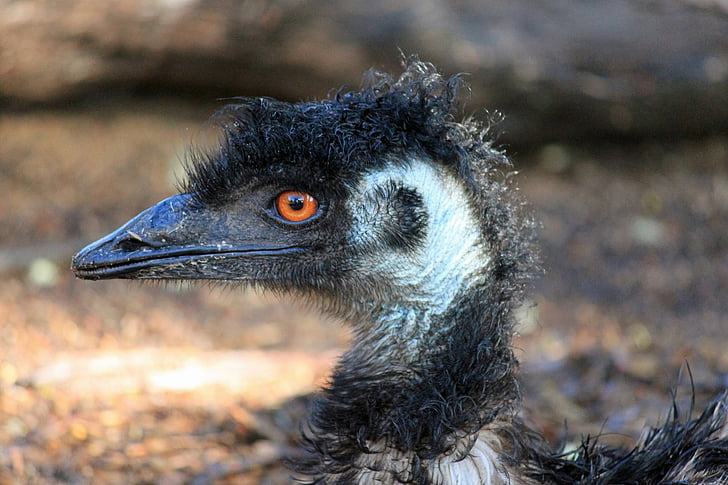 Emu, Rechnung, Kopf, Blumenstrauß, in der Nähe, Tierfotografie
