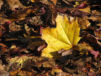daun maple, musim gugur, kuning, sprei kuning, dedaunan jatuh, daun, warna musim gugur
