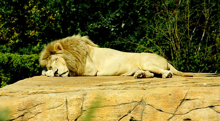 สิงโต, นอนหลับ, อันตราย, นักล่า, โลกของสัตว์, สวนสัตว์, แมวใหญ่