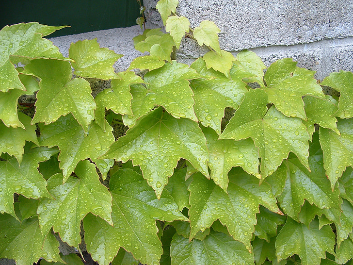 Listovi - Page 3 Nature-leaves-konigsbrunn-autumn-leaf-preview