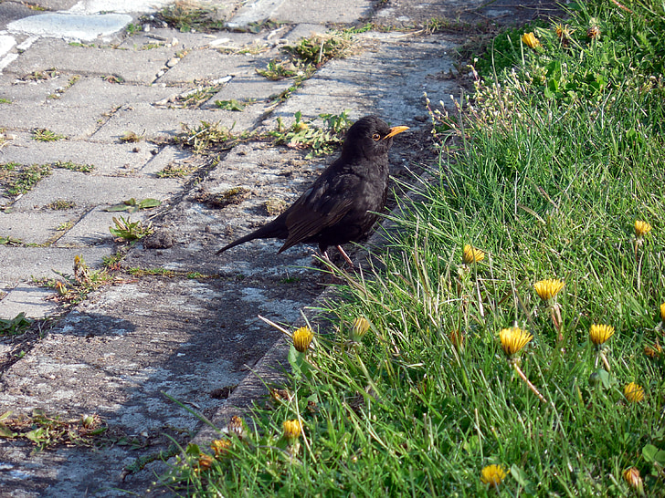 Blackbird, fuglen, Songbird, våren