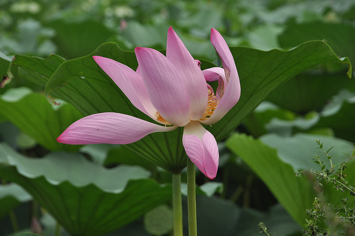 Lotus, цвете, растителна, цветя, Lotus листа, зелени листа