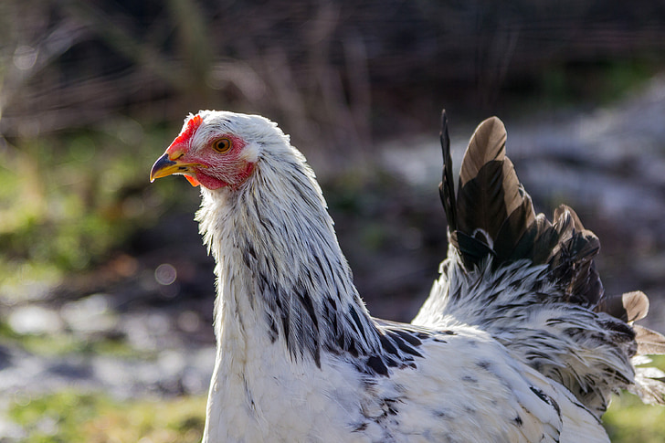 pollo, Breed Pollo, uccello, agricoltura, disegno di legge, pollame, azienda agricola