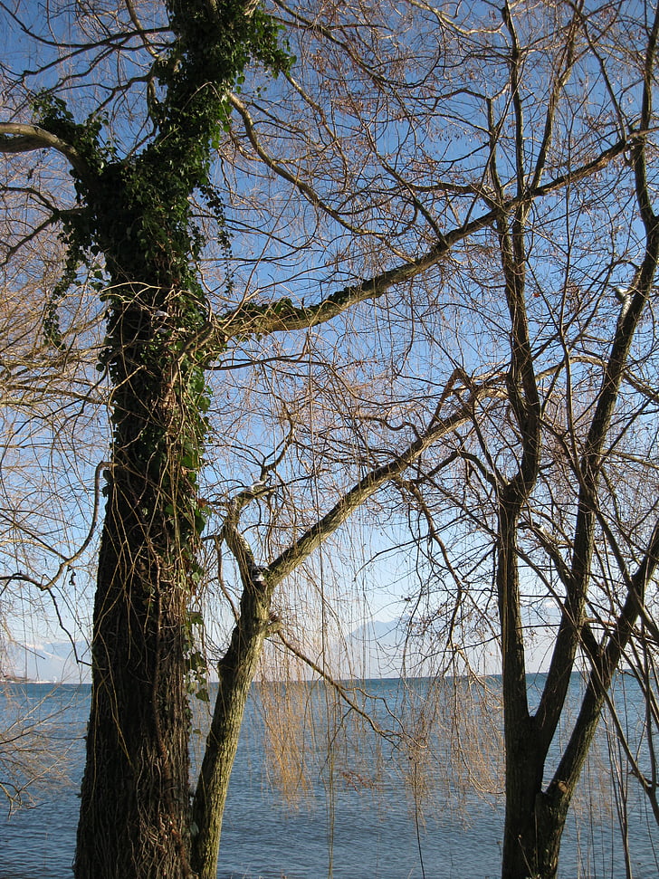 jezero, drvo, krajolik