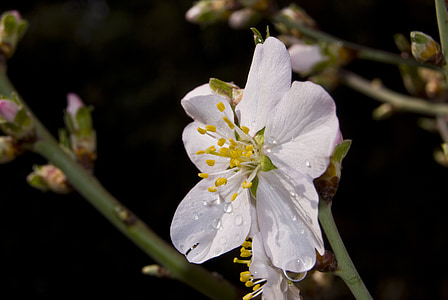 blomst, Almond tree, våren, natur, mandel blomster, blomstrende, treet