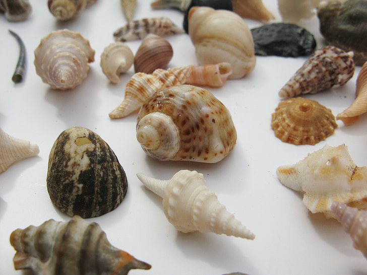 cozze, gasteropodi marini, meeresbewohner, macro, animali marini, alloggiamento, madre perla