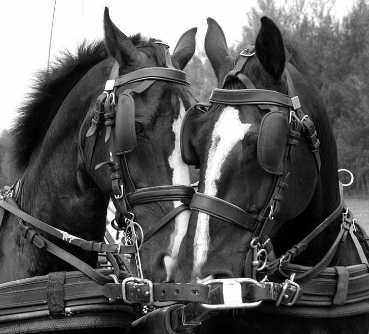 hästar, taktik snack, Kör hästar, djur, Ridsport, svart och vitt