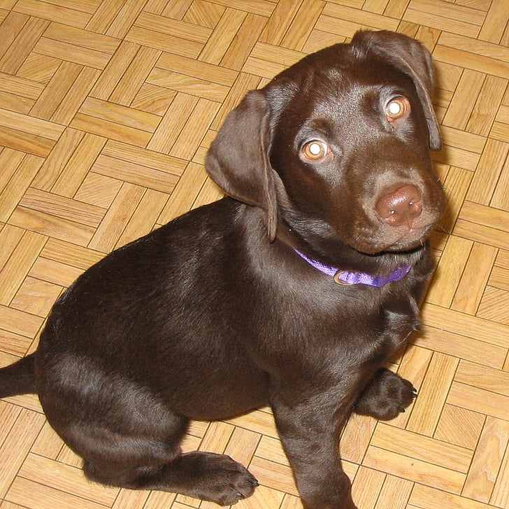 Labrador, laboratorio, Retriever, popular, raza, perro, perros