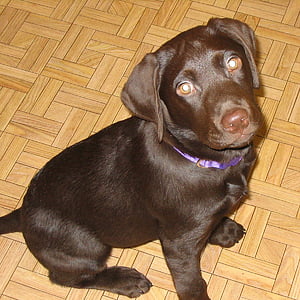Labrador, laboratório, recuperador, popular, raça, cão, cães
