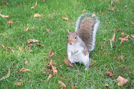 London, Eichhörnchen, England, Natur, Park, Tiere, ein Tier