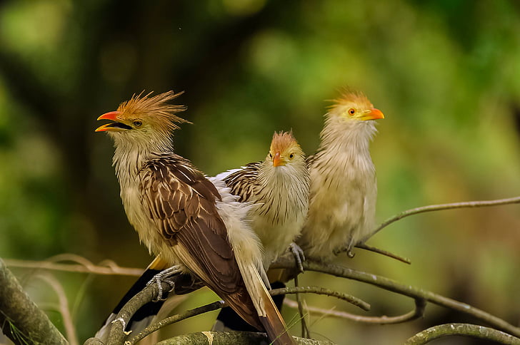 birds, nature