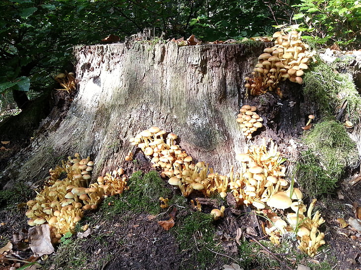 forest, stump, nature, fungi, old