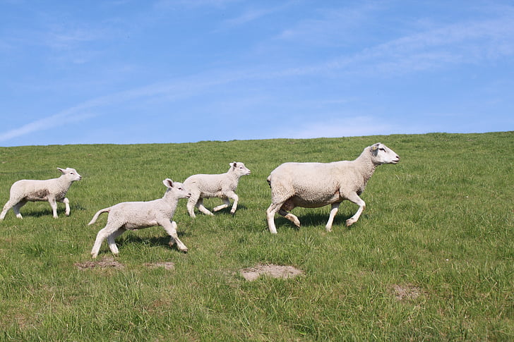 domba, domba tanggul, hewan, tanggul, Nordfriesland, padang rumput, pertanian
