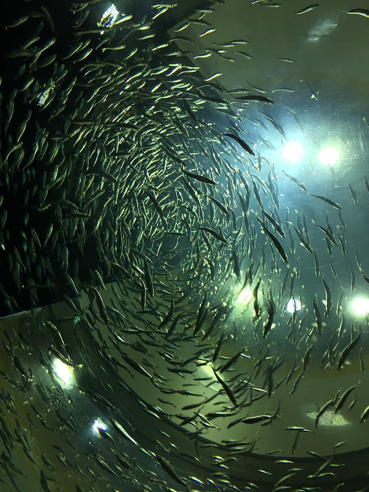 poisson, Aquarium, Toronto, Canada, sous l’eau, aquatique, poissons