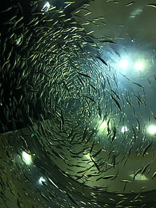 ryby, akvárium, Toronto, Kanada, pod vodou, vodné, ryby