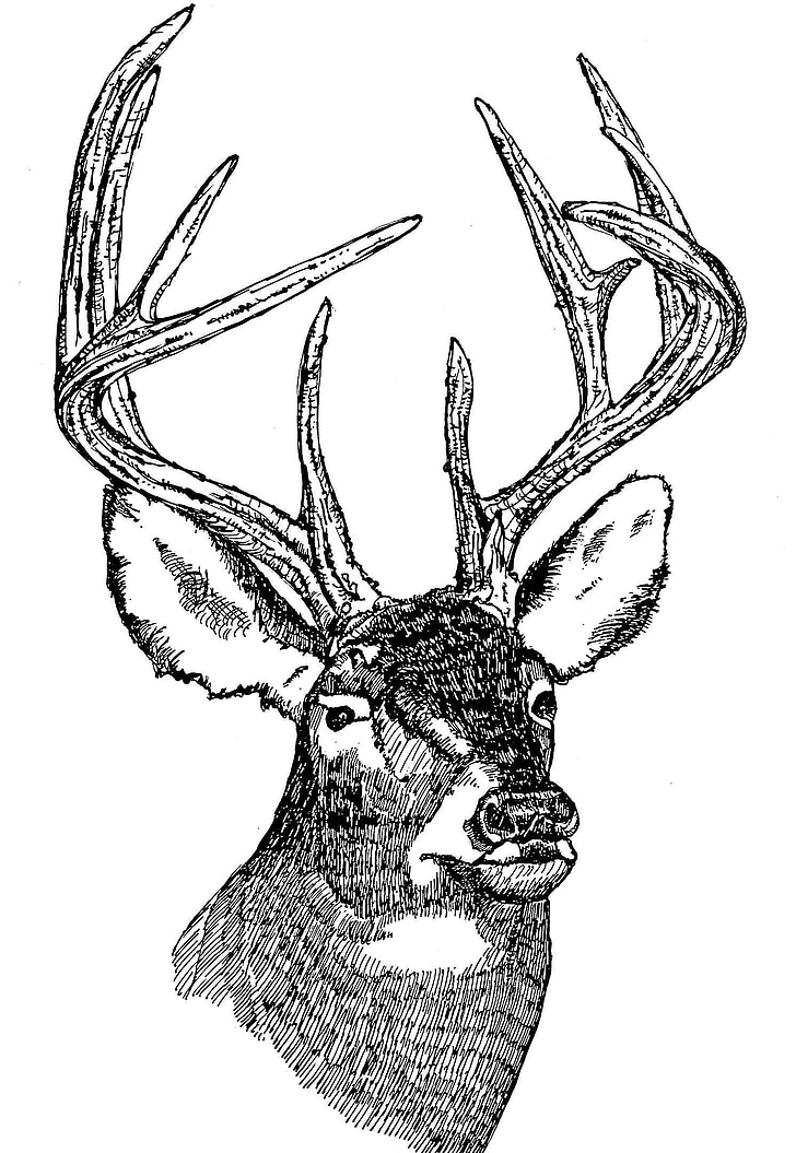 cabeza, ciervo, cola, Blanco, Ilustración, línea, arte