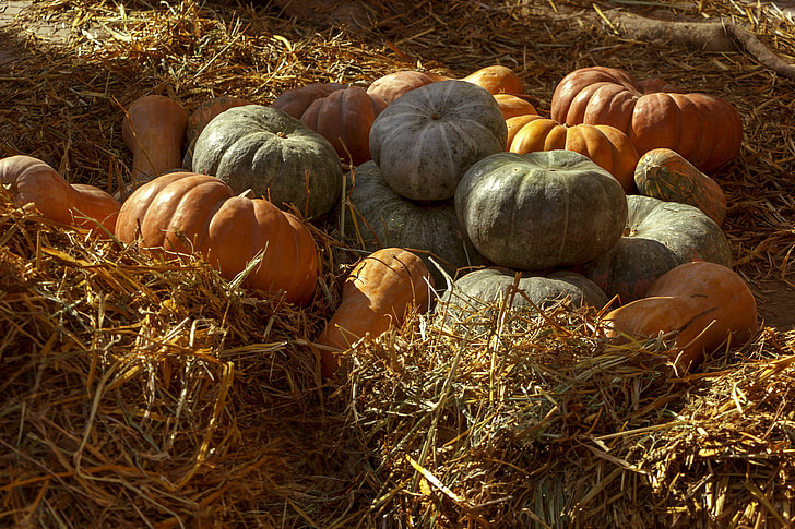 buče, zelenjavo, jeseni, oranžna, žetev, hrane, narave