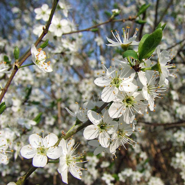 flowers, cherry blossom, white, tree, branch, nature, spring