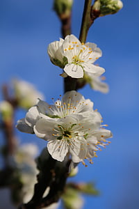 Blossom, fiore della prugna, primavera, Flora, ramo, Blooming, fioritura