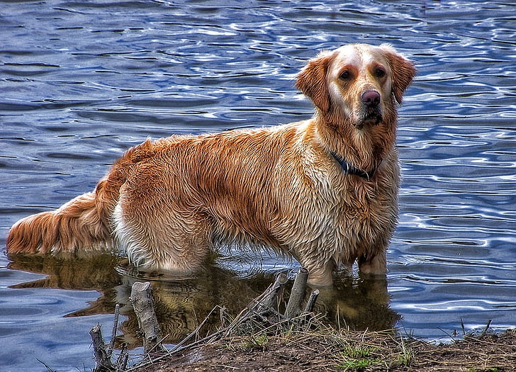 dog, water, golden, retreiver, animal, pets, canine
