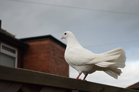 biela, Dove, vtáky, mier, symbolika, symboly, príznaky