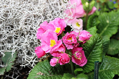Primrose, màu hồng, Hoa, mùa xuân, Sân vườn, thực vật