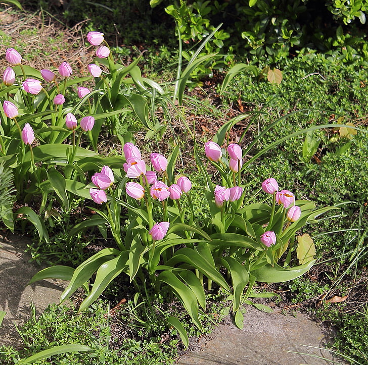 tulips, garden, spring, plant, flowers, nature