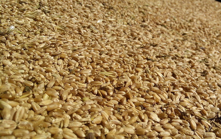 Millet, grain, arrière-plan, blé, moisson, Closeup, graines