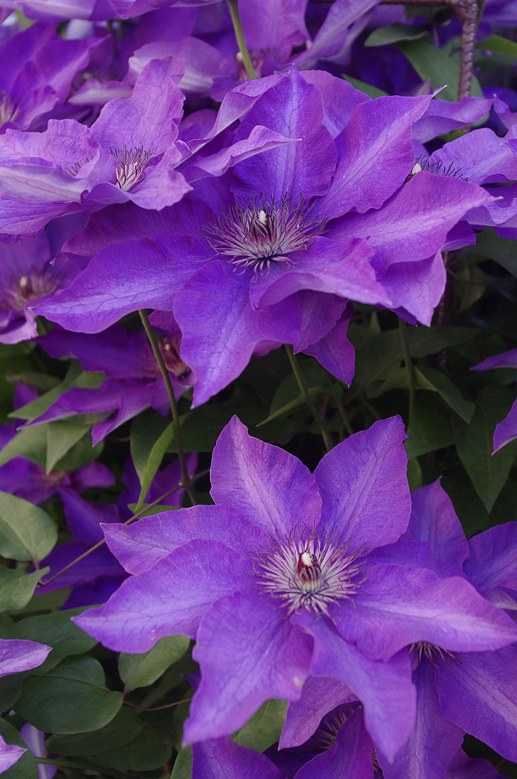 violeta, flor, naturaleza, verano, planta