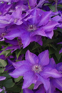 violett, Blume, Natur, Sommer, Anlage
