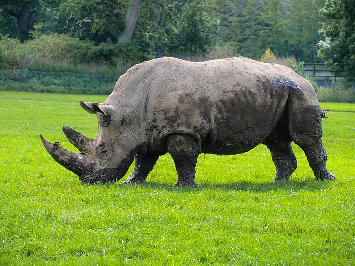 rinoceront, animals, Parc, rinoceront, animal salvatge, parc natural