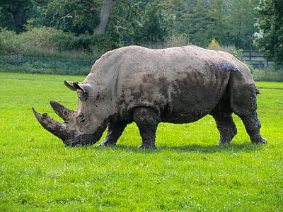 코뿔소, 동물, 야생 동물 공원, 코뿔소, 야생 동물, 자연 공원