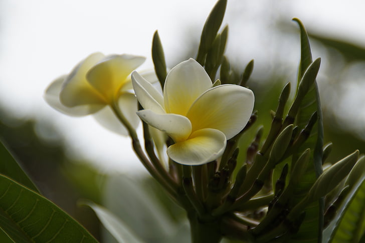 fleur de frangipanier, Blossom, Bloom, arbre, Plumeria, Temple tree, exotiques