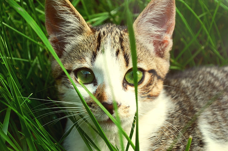 živali, mačka, oči, trava, zelene oči, mucek, pet