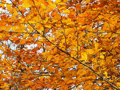 efterårsfarver, blade, farver, efterårsblade, gul, natur, efterår blade