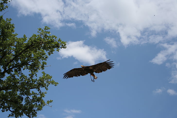 Eagle, pássaro, ar, nuvens, voar, asas, penas