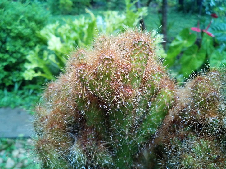 Cactus, Tuin, plant, groen, natuur, Thorn