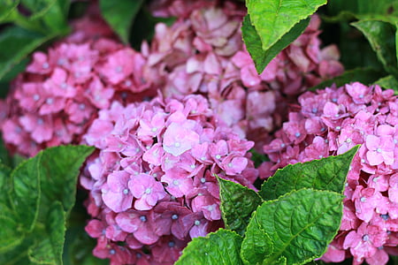 hydrangea, close-up, plant, summer, floral, beautiful, bloom