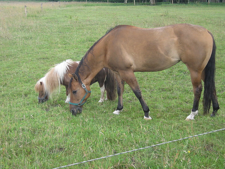 animaux, chevaux, campagne, nature, Meadow