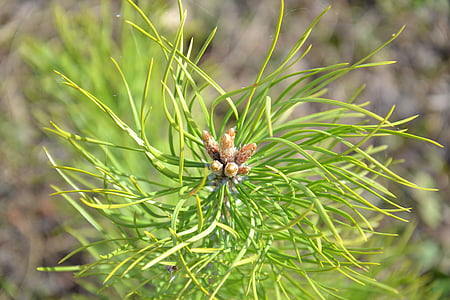 tree, pine, pine buds, shoots, blossoming, nature, coniferous tree