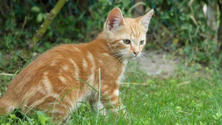 cat, young cat, dear, pet, cat's eyes, cat face, portrait