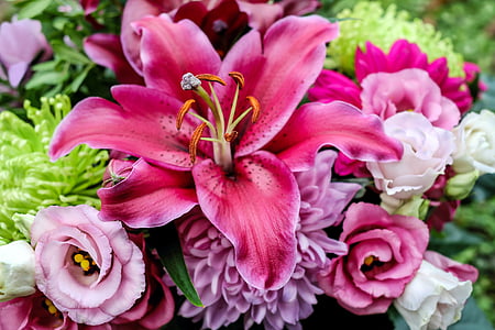 Lilie, Blume, Blüte, Bloom, Blumen, Rosa, Bordo