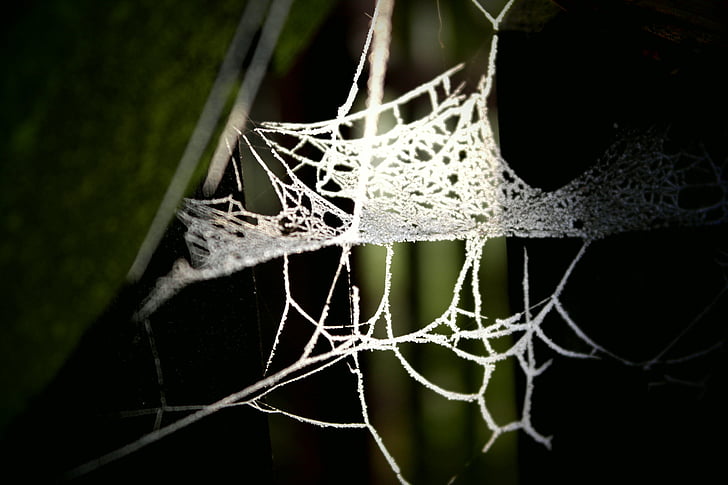 Web, sombra, luz de fundo, fibras, natureza